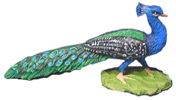 Peacock